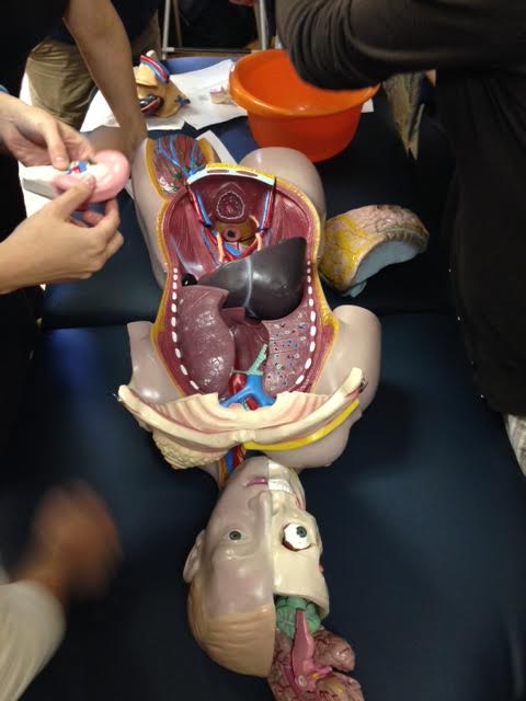 anatomican