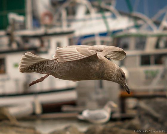 Seagull in Bellingham Bay