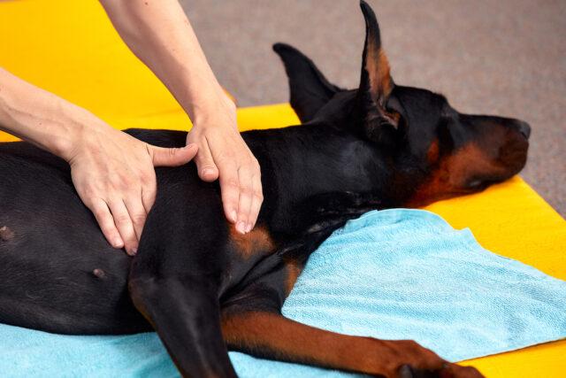 Dog-Receiving-Massage-Therapy-Animal-Massage