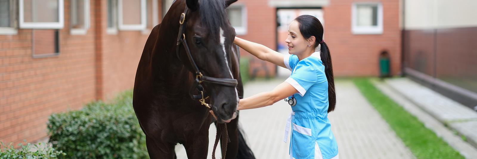 Animal Massage Therapy